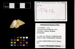 Foto (Objekt + Etikett) von Gastrosacus eminens (Blaschke, 1911)  (NHMW-GEO-2014-0194-0912)